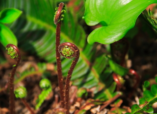 Bright green and brown fiddlenecks on spring ferns