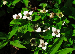 Low growing but beautiful dogwood blossoms in a forest