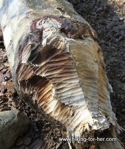 Beaver tooth marks on a log