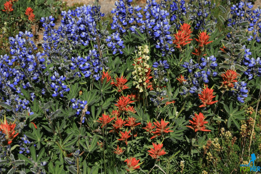 Purple lupine and red paintbrush in an alpine meadow at Mount Rainier National Park