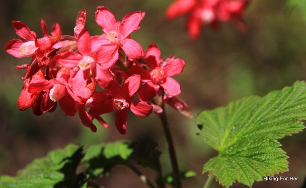Bunches of blossoms on a wild currant bush