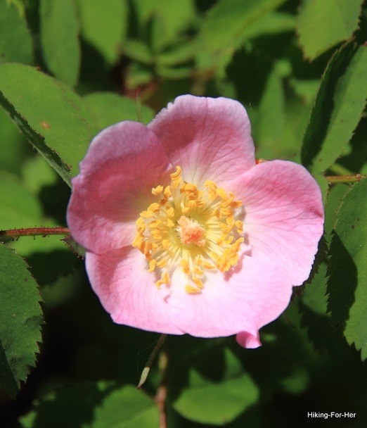 Wild rose blossom