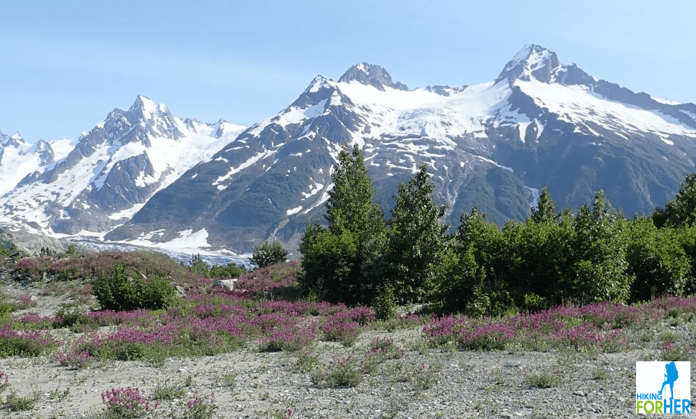 Snow covered mountains along Alsek River with purple wildflowers in foreground Snow covered mountains along Alsek River with purple wildflowers in foreground
