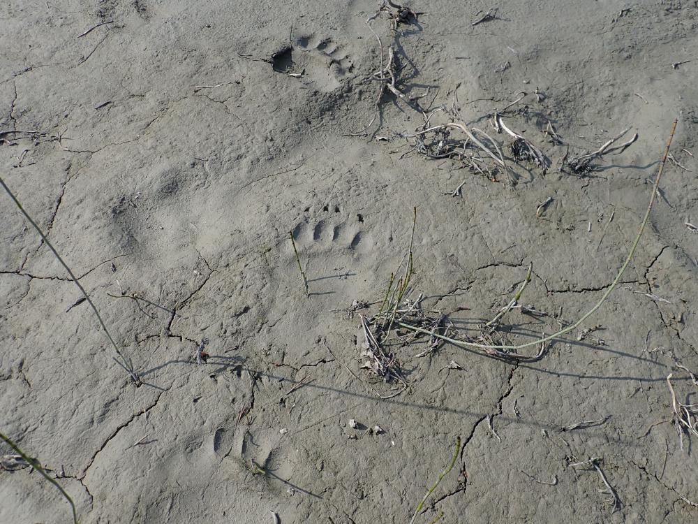 Grizzly bear tracks in mud