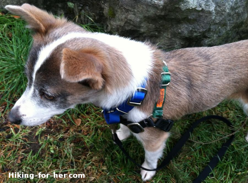 brown and white dog wearing a collar and harness for hiking