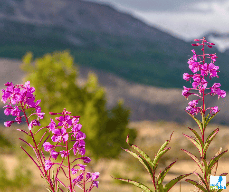 Fireweed blooming on a sand bar in Alaska