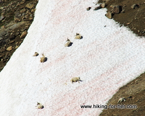 A herd of mountain goats lying on a permanent snow field, trying to keep cool on a hot sunny day in the mountains A herd of mountain goats lying on a permanent snow field, trying to keep cool on a hot sunny day in the mountains