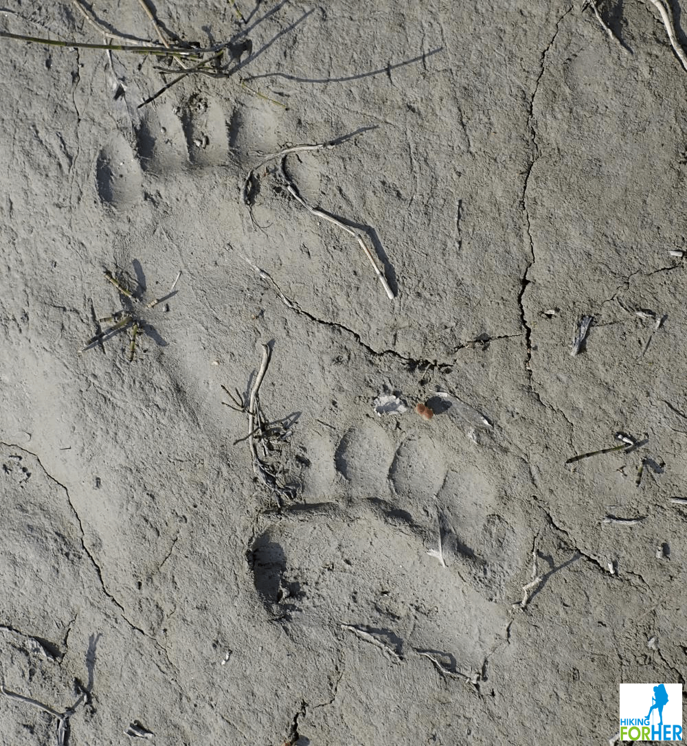 Close up of grizzly (brown) bear tracks in mud Close up of grizzly (brown) bear tracks in mud