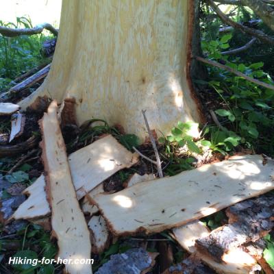 Long vertical scratches and freshly peeled bark on this tree indicates bear activity
