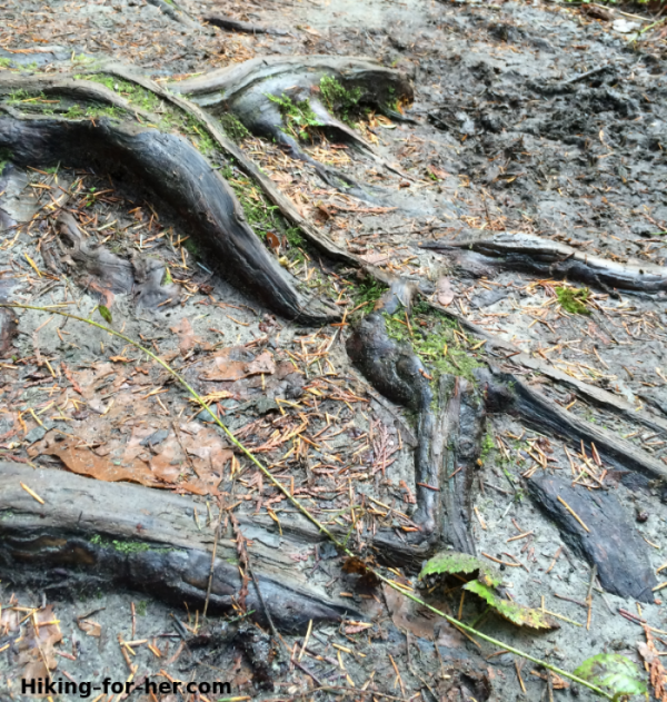 wet slippery tree roots on a hiking trail