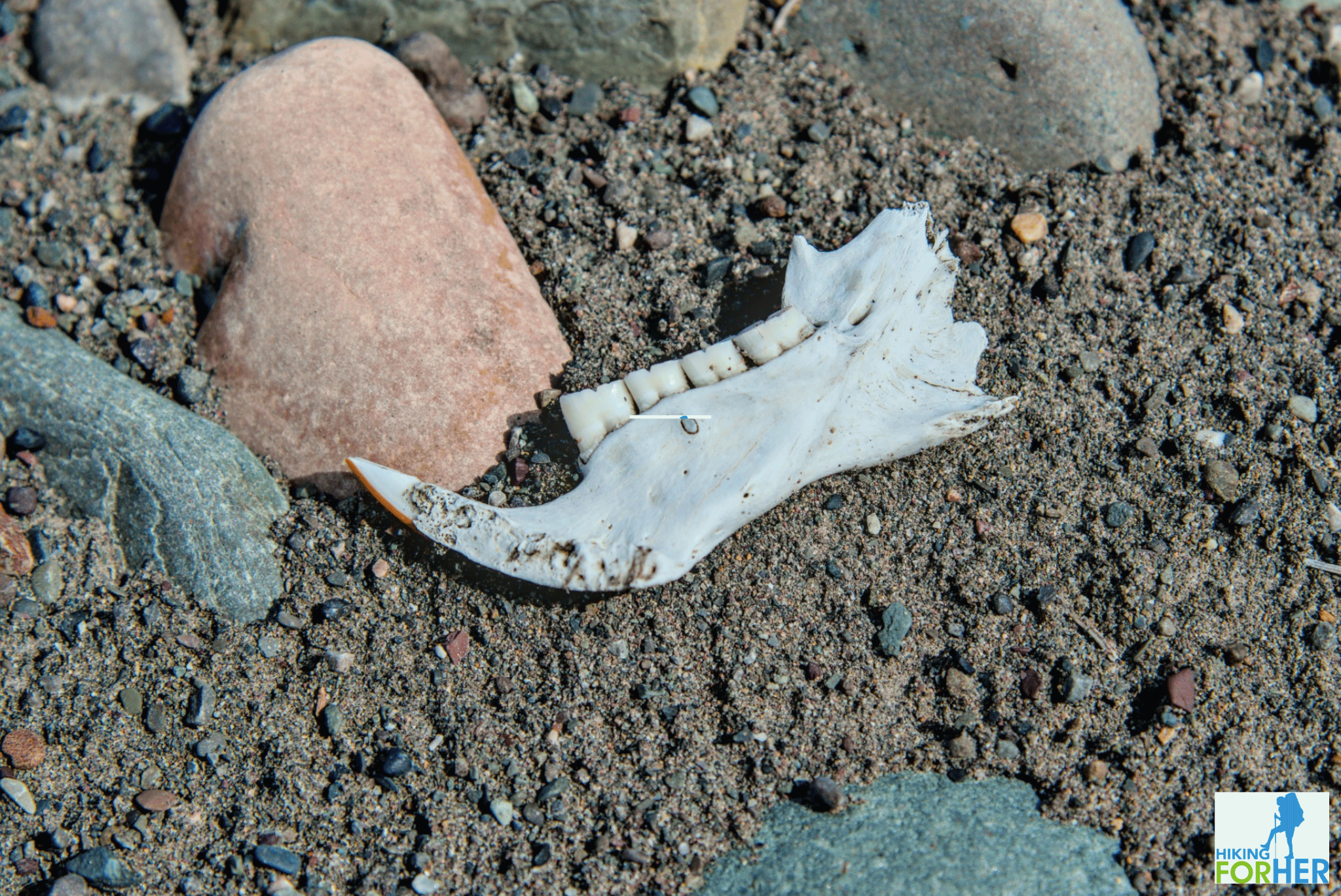 Caribou jawbone with gleaming white teeth