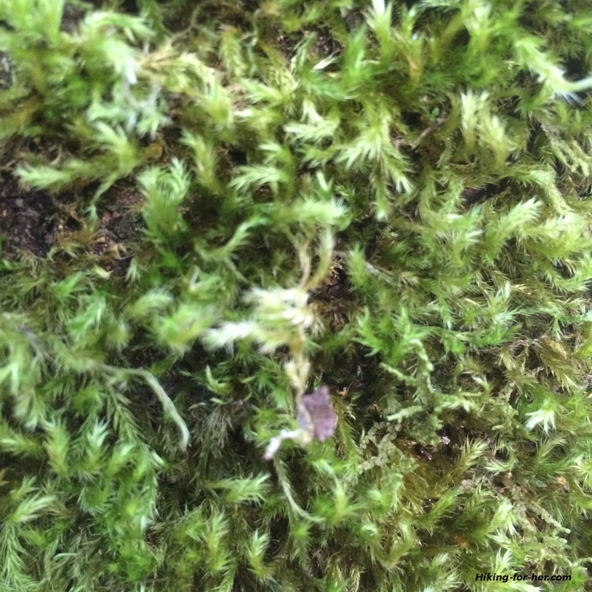 Closeup of bright green moss