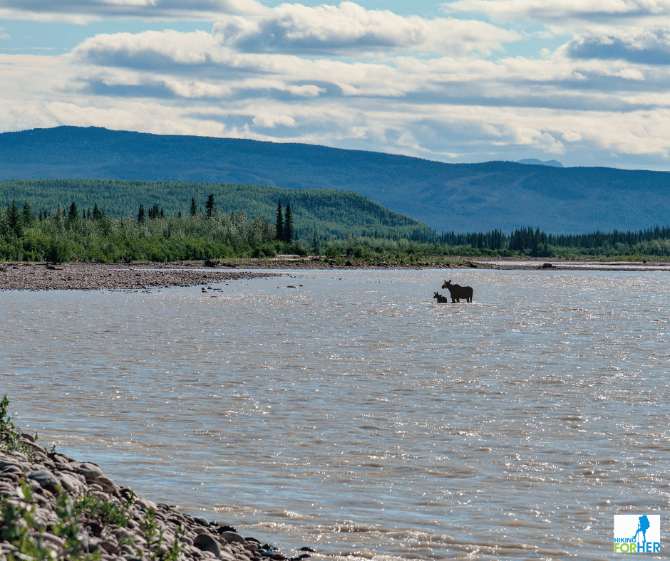 Mother moose with calf crossing a wild river