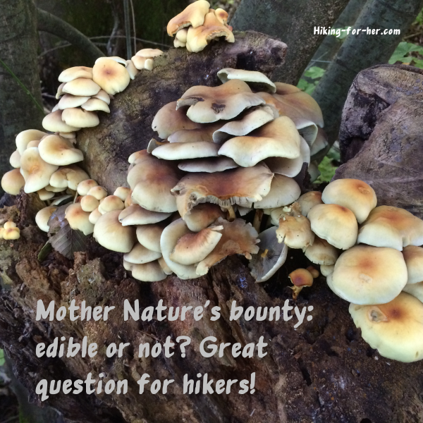 Brown clusters of mushrooms growing on a tree stump Brown clusters of mushrooms growing on a tree stump