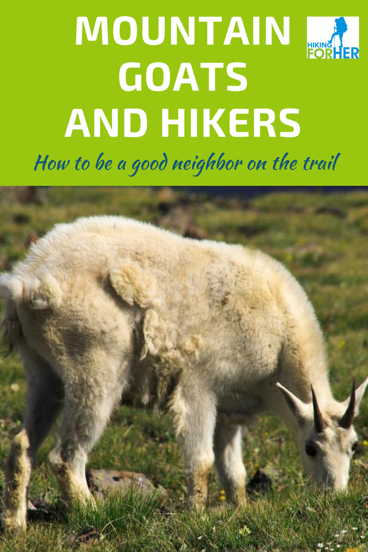 Mountain goats and hikers share the same terrain. Find out how to stay safe and enjoy your encounters with these Hiking For Her safe hiking tips. #mountaingoats #safehiking #hikingsafety #trailtips