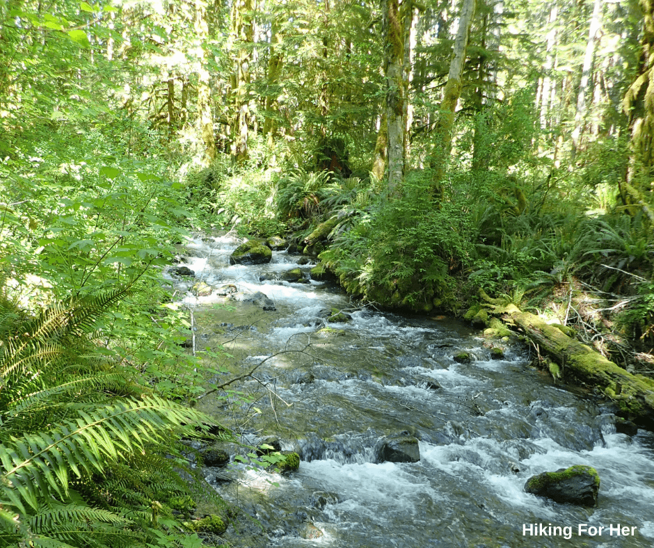 Rushing stream in forest