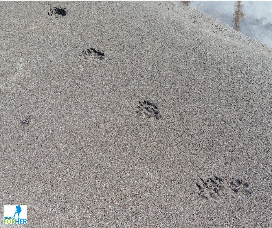 Wolf tracks in river sandbank