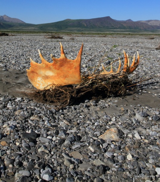 Moose antlers discarded on a Canning River gravel bar