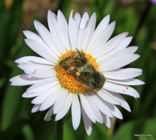 White daisy with pollinator on yellow center