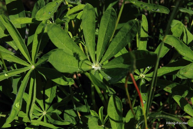 Waterdrops on lupine leaves