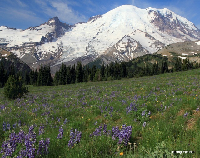 Snow and glacier covered Mount Rainier in the background, with fields of purple lupine in the foreground