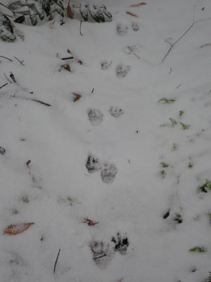 Quiet, but still used, winter trail